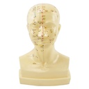 HEINESCIENTIFIC Life-size head acupuncture model