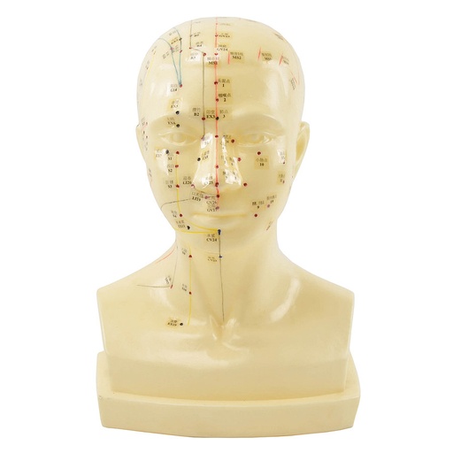 [27014-01] HEINESCIENTIFIC Life-size head acupuncture model