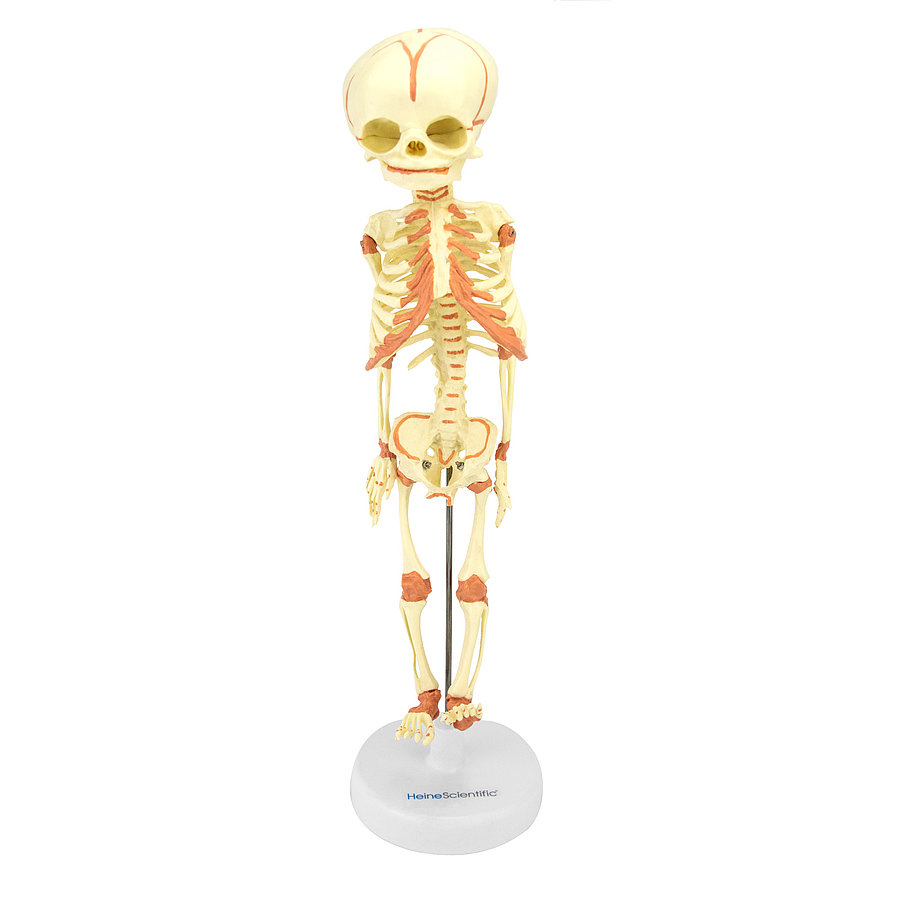 HEINESCIENTIFIC Fetus skeleton