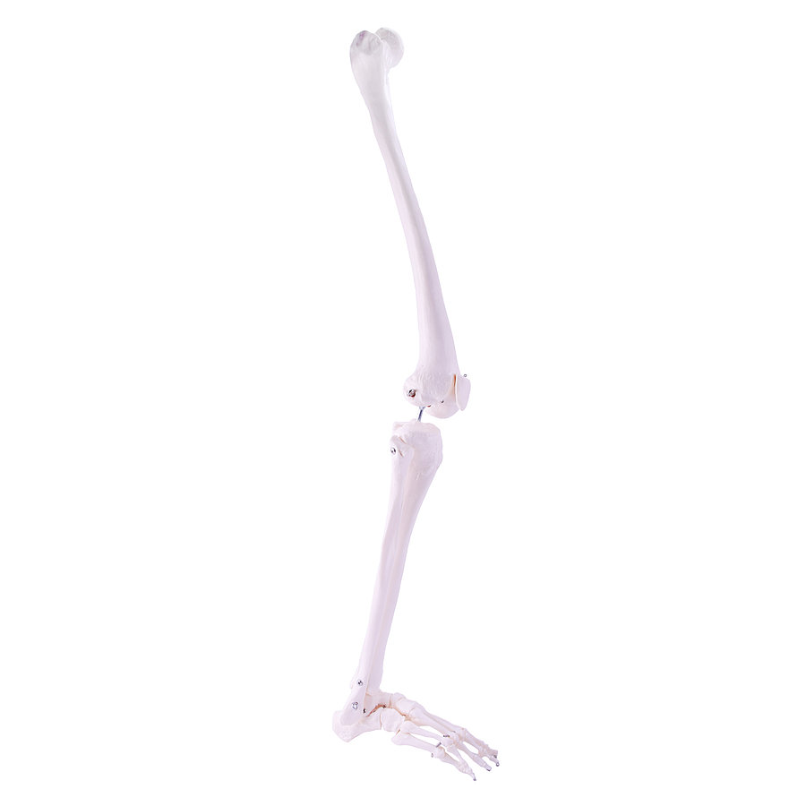 HEINESCIENTIFIC Skeleton model Leg