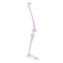 HEINESCIENTIFIC Skeleton model Leg