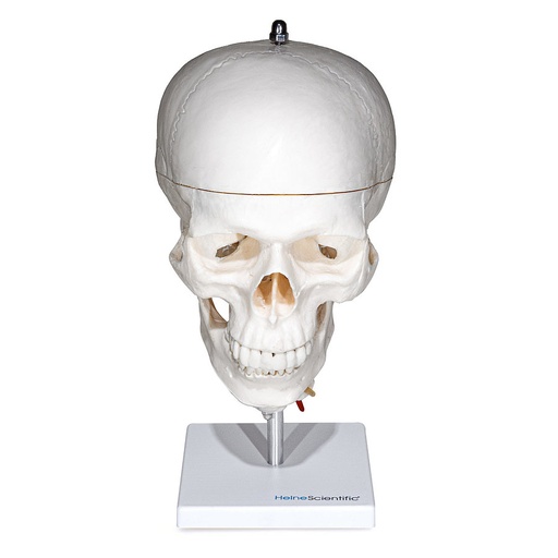 [27020-01] HEINESCIENTIFIC Skull model with cervical spine