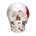 HEINESCIENTIFIC Skull model with painted muscles