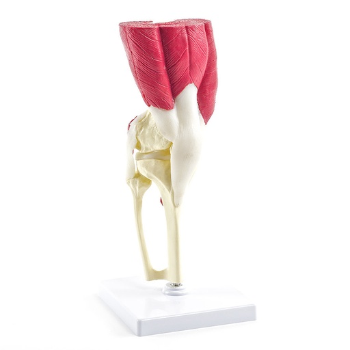 [27022-01] HEINESCIENTIFIC Knee joint model
