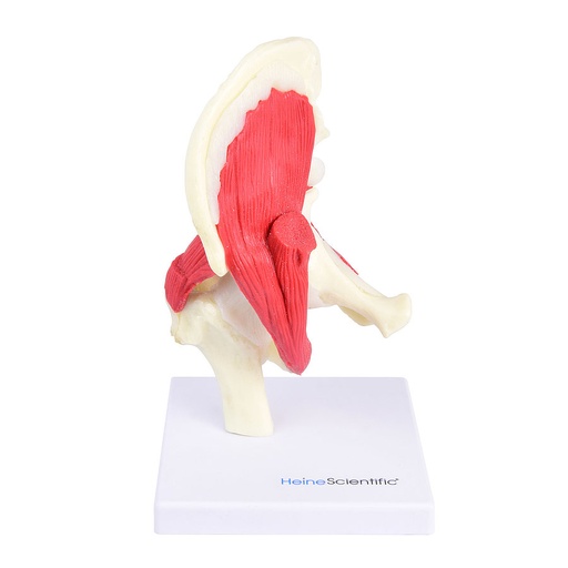[27024-01] HEINESCIENTIFIC Hip model