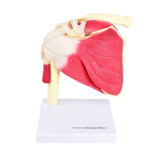 [27025-01] HEINESCIENTIFIC Model of the shoulder joint