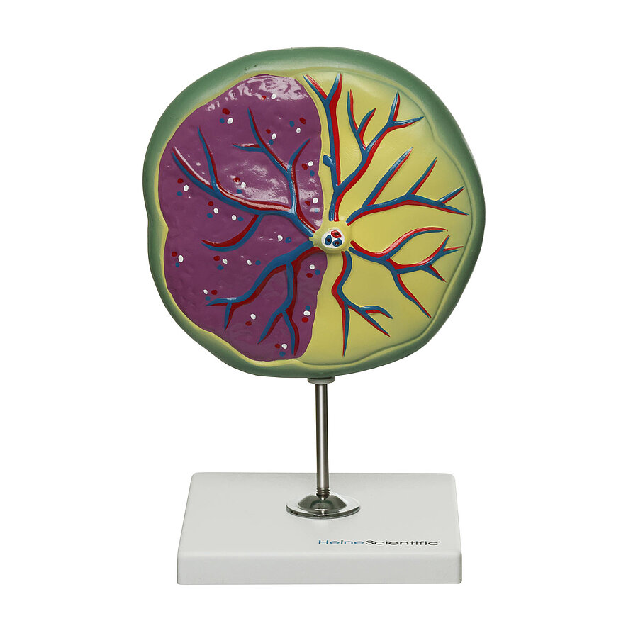 HEINESCIENTIFIC Modell der Plazenta