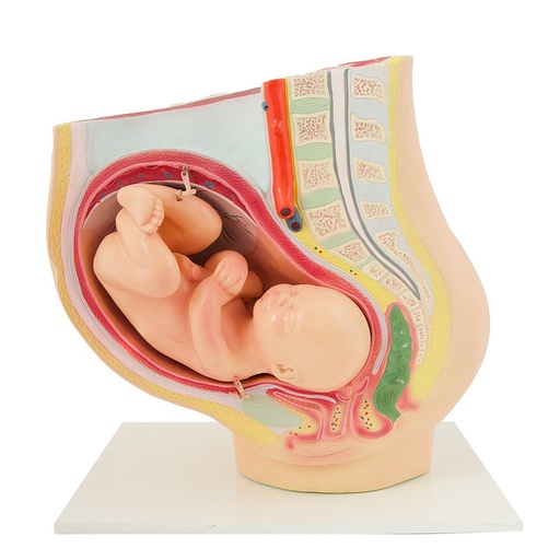 [27061-01] HEINESCIENTIFIC Pregnancy model in the 40th week of pregnancy