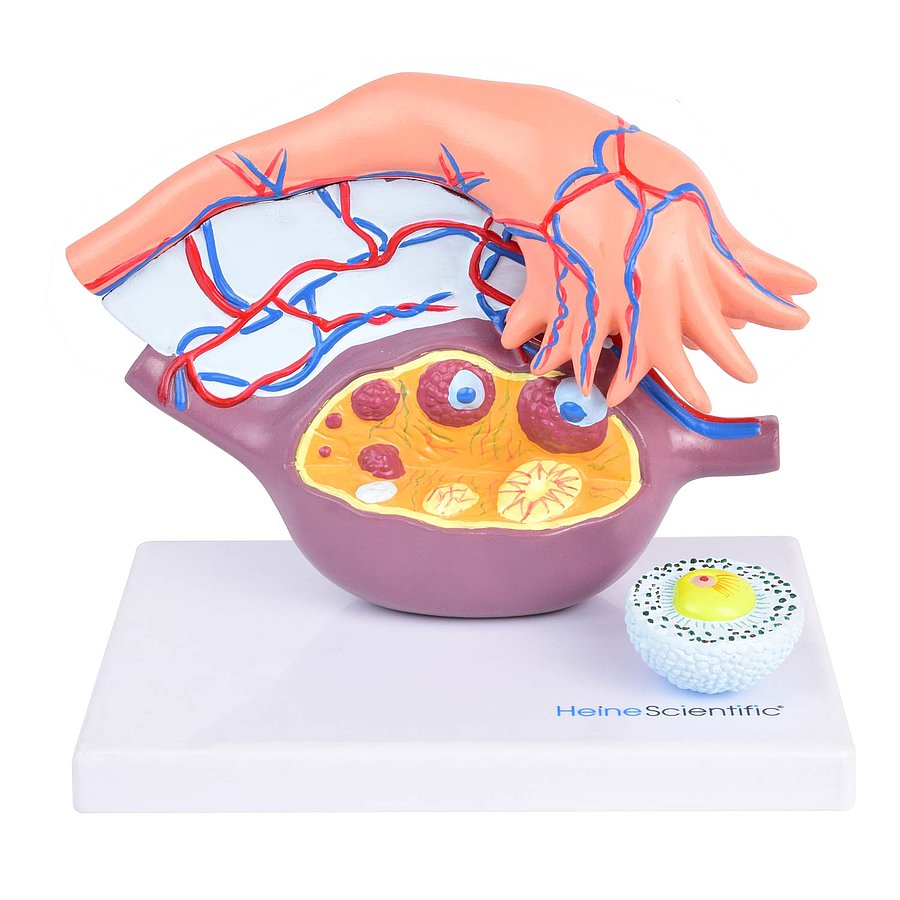 HEINESCIENTIFIC Model of follicle maturation