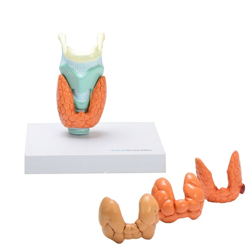 [27064-01] HEINESCIENTIFIC Larynx model with thyroid diseases