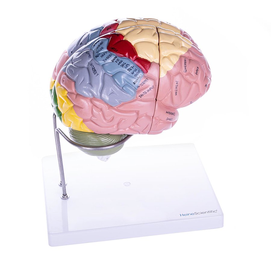 HEINESCIENTIFIC Dismountable brain model