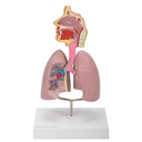 HEINESCIENTIFIC Atemwegsmodell