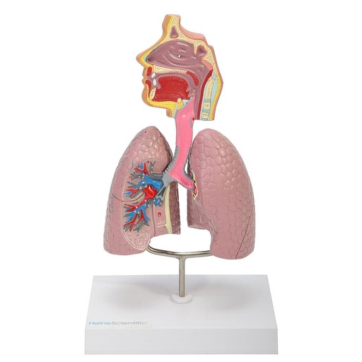[27069-01] HEINESCIENTIFIC Airway model