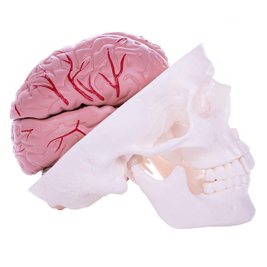 HEINESCIENTIFIC Skull brain model