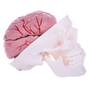 HEINESCIENTIFIC Skull brain model