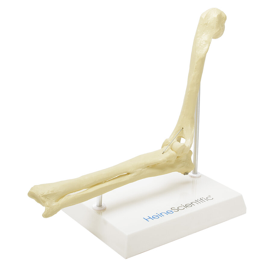 HEINESCIENTIFIC Skelettmodell Hunde-Ellebogen