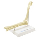 HEINESCIENTIFIC Skeleton model Dog elbow
