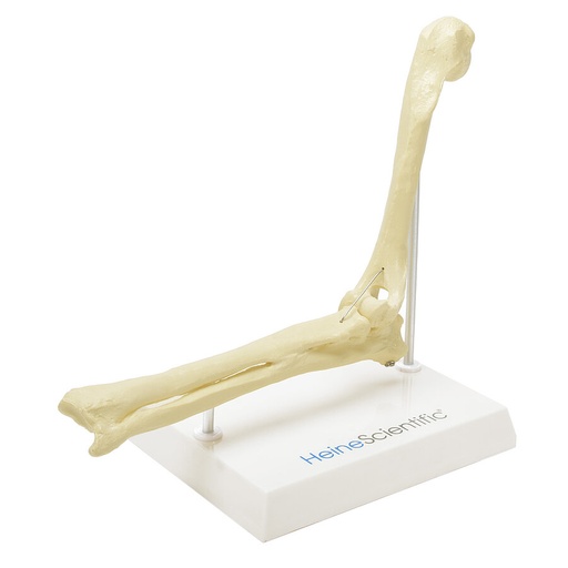 [27078-01] HEINESCIENTIFIC Skelettmodell Hunde-Ellebogen
