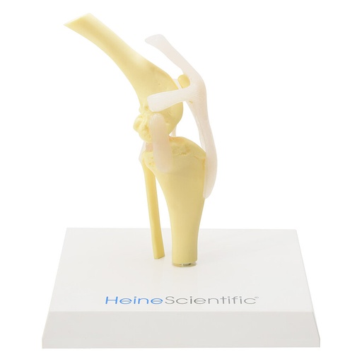 [27079-01] HEINESCIENTIFIC Skeleton model Dog knee