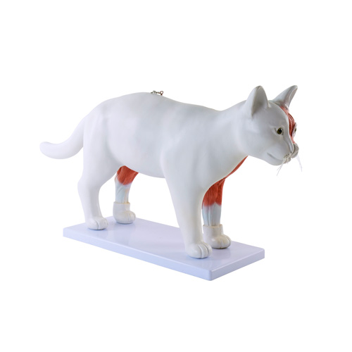 [27082-01] HEINESCIENTIFIC Zerlegbares Modell Katze