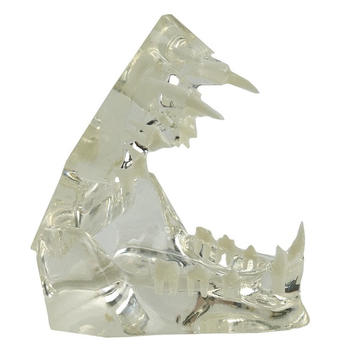 [27083-01] HEINESCIENTIFIC transparent cat jaw