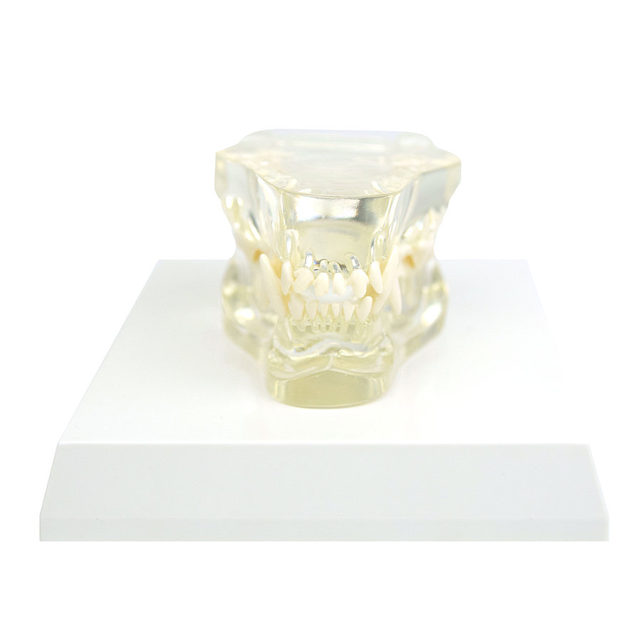 HEINESCIENTIFIC transparenter Hundekiefer