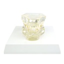 HEINESCIENTIFIC transparent dog jaw