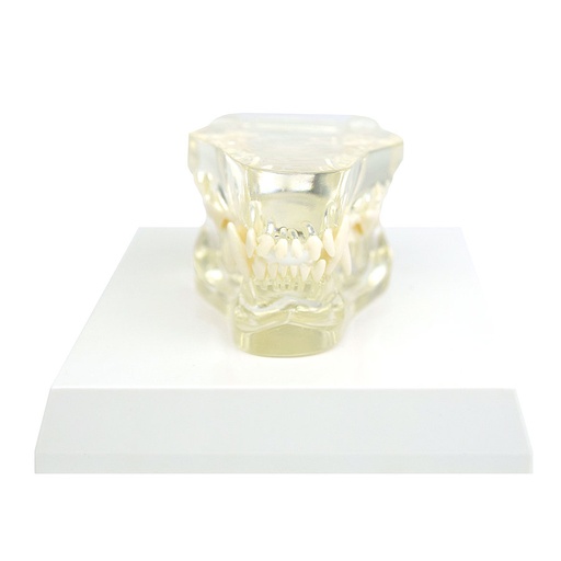 [27084-01] HEINESCIENTIFIC transparenter Hundekiefer