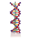 ERLERZIMMER DNA Double Helix Model