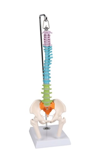 [27386-01] ERLERZIMMER Flexible Miniaturwirbelsäule, didaktisch