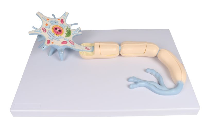 ERLERZIMMER Neuron Model, 3000-times size, 2-part