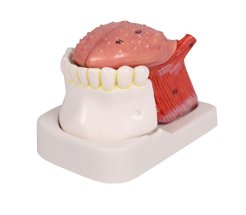 ERLERZIMMER Tongue and Tooth Model, life-size, 4-part