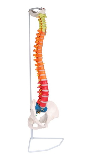 [27391-01] ERLERZIMMER Flexible Wirbelsäule, didaktisch
