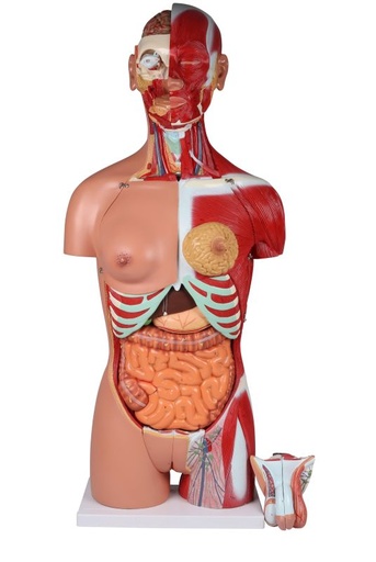 [27392-01] ERLERZIMMER Zweigeschlechtlicher Torso mit offenem Rücken, 28-teilig
