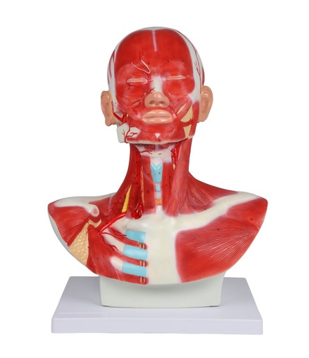 [27393-01] ERLERZIMMER Head, Neck and Thoracic Musculature, 1-part