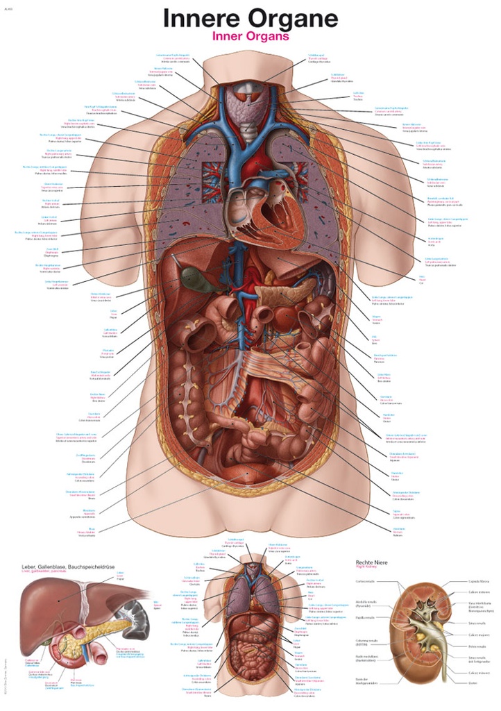 ERLERZIMMER Anatomical Chart Internal Organs