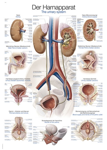 ERLERZIMMER Anatomical Chart Urinary System