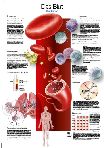 ERLERZIMMER Anatomische Lehrtafel Das Blut
