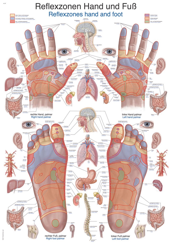 ERLERZIMMER Anatomical Chart Reflex Zones Hand and Foot