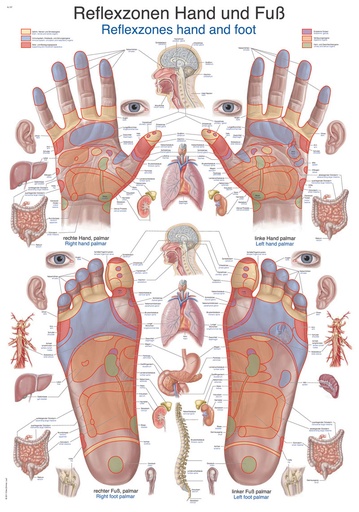 ERLERZIMMER Anatomical Chart Reflex Zones Hand and Foot