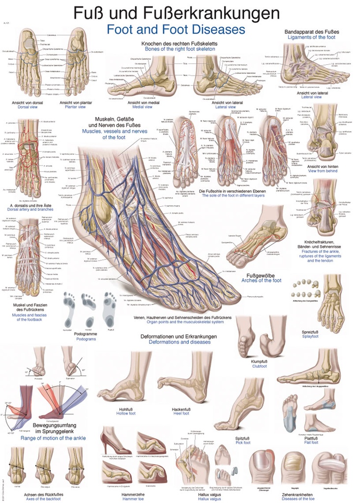 ERLERZIMMER Anatomische Lehrtafel Fuß und Fußerkrankungen