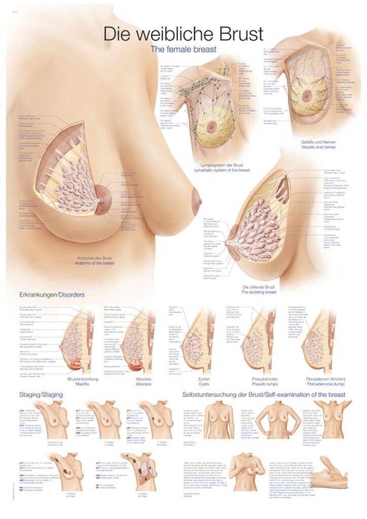 ERLERZIMMER Anatomische Lehrtafel Die weibliche Brust