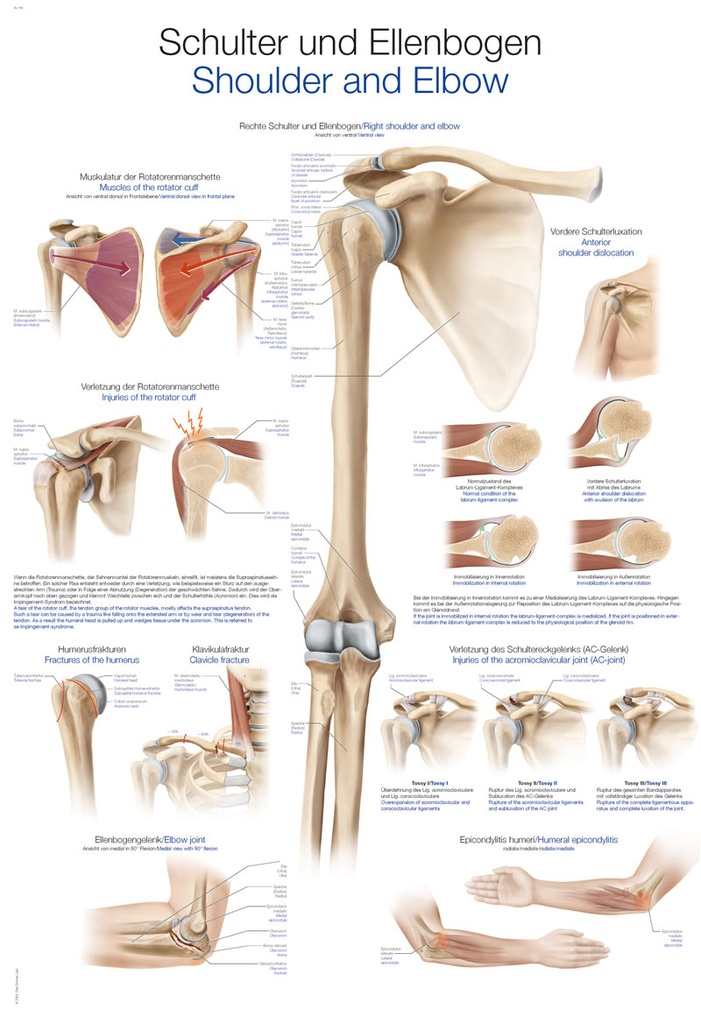 ERLERZIMMER Anatomische Lehrtafel Schulter und Ellenbogen