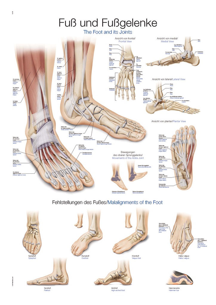 ERLERZIMMER Anatomical Chart Foot and Foot Joints