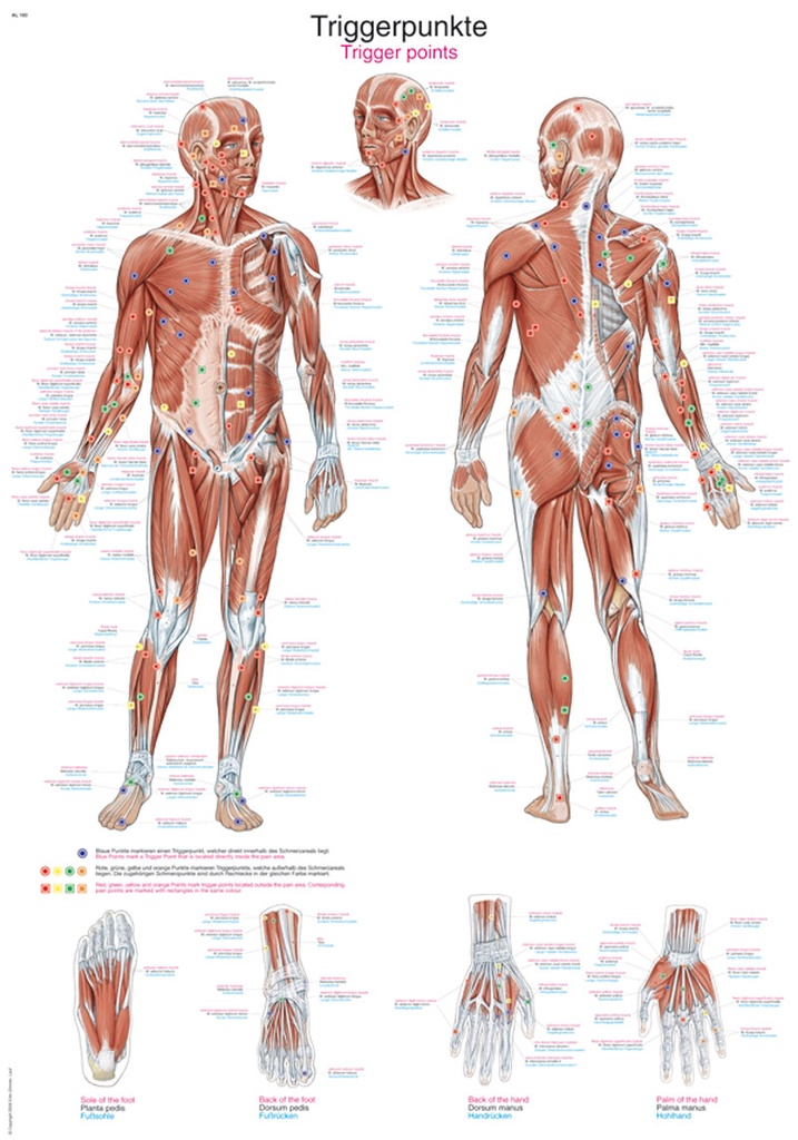 ERLERZIMMER Anatomical Chart Trigger Points