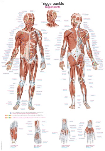 ERLERZIMMER Anatomische Lehrtafel Triggerpunkte