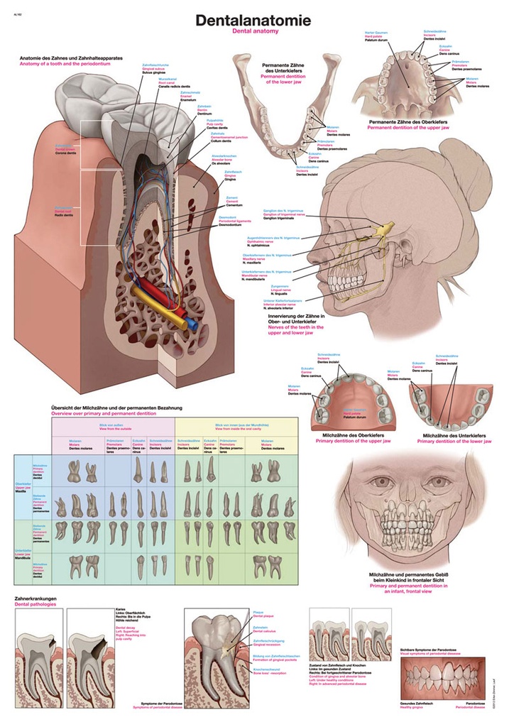 ERLERZIMMER Anatomische Lehrtafel Dentalanatomie