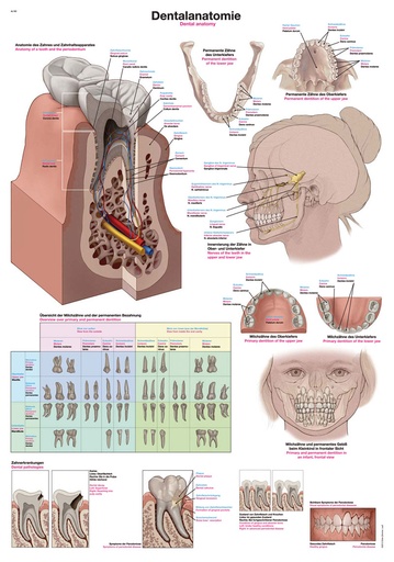 ERLERZIMMER Anatomische Lehrtafel Dentalanatomie