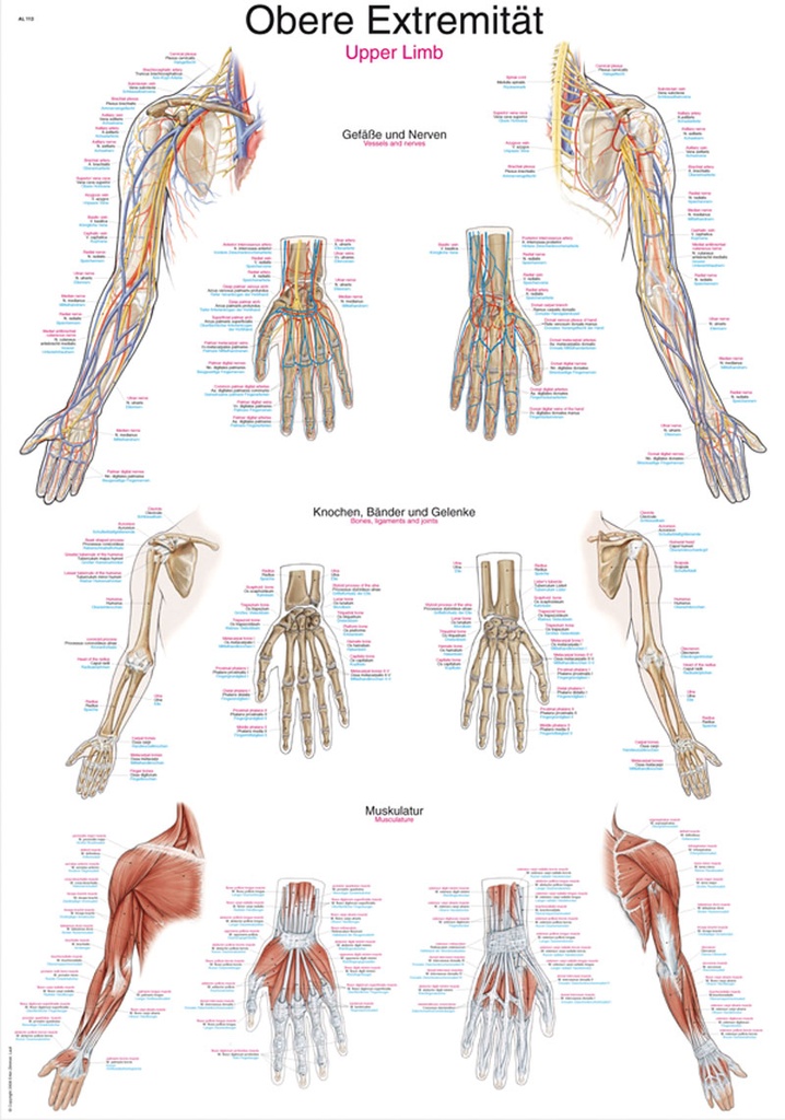ERLERZIMMER Anatomische Lehrtafel Obere Extremität