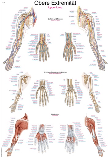 ERLERZIMMER Anatomical Chart Upper Extremity